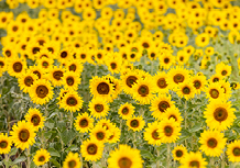 How to grow & care for your sunflowers