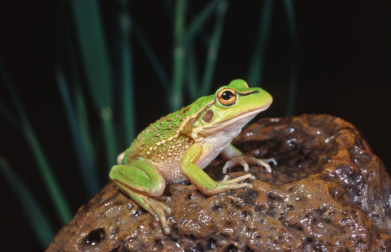 Introducing the Growling Grass Frog