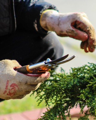 Pruning to perfection with Woodlea