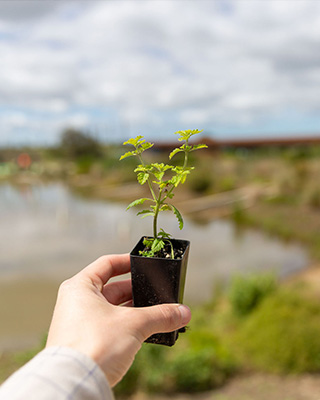 Tree Planting 2022