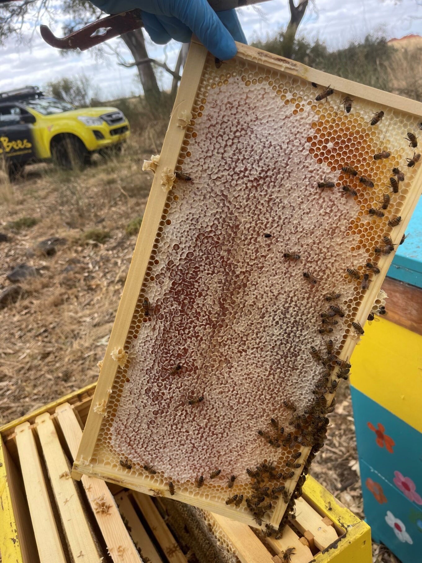 Honey Bee Behaviour