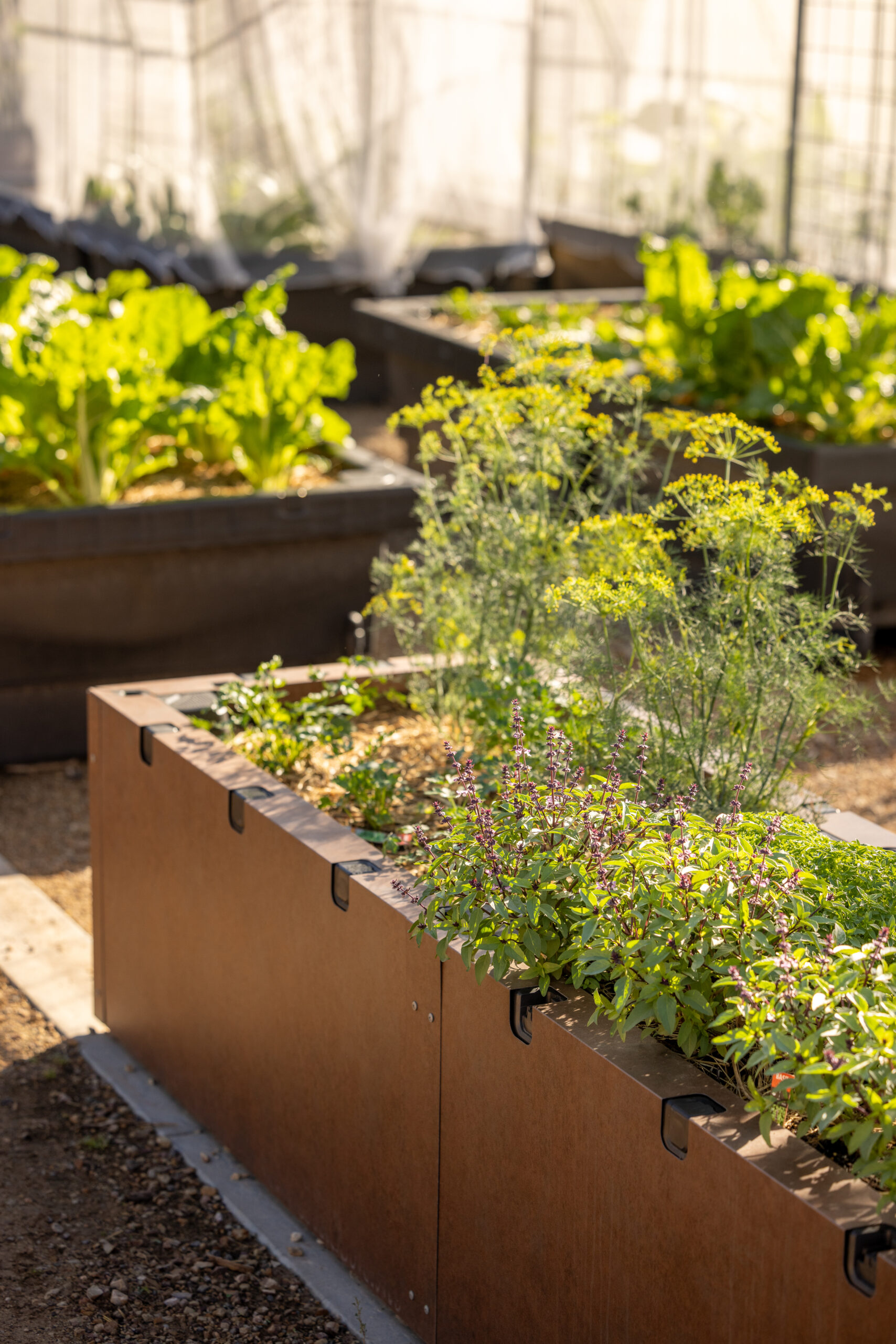 Aintree&#8217;s New Community Garden