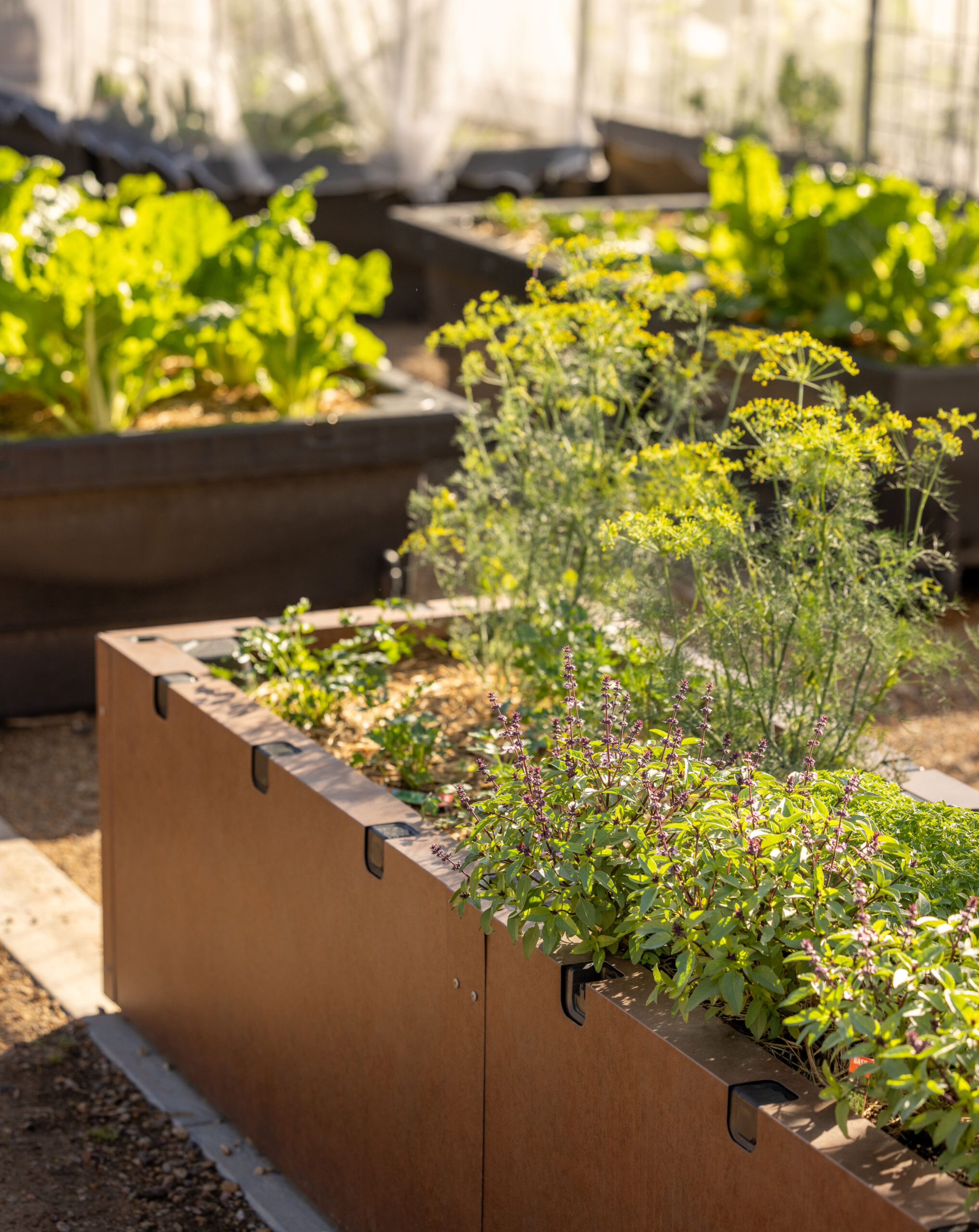 Aintree&#8217;s New Community Garden