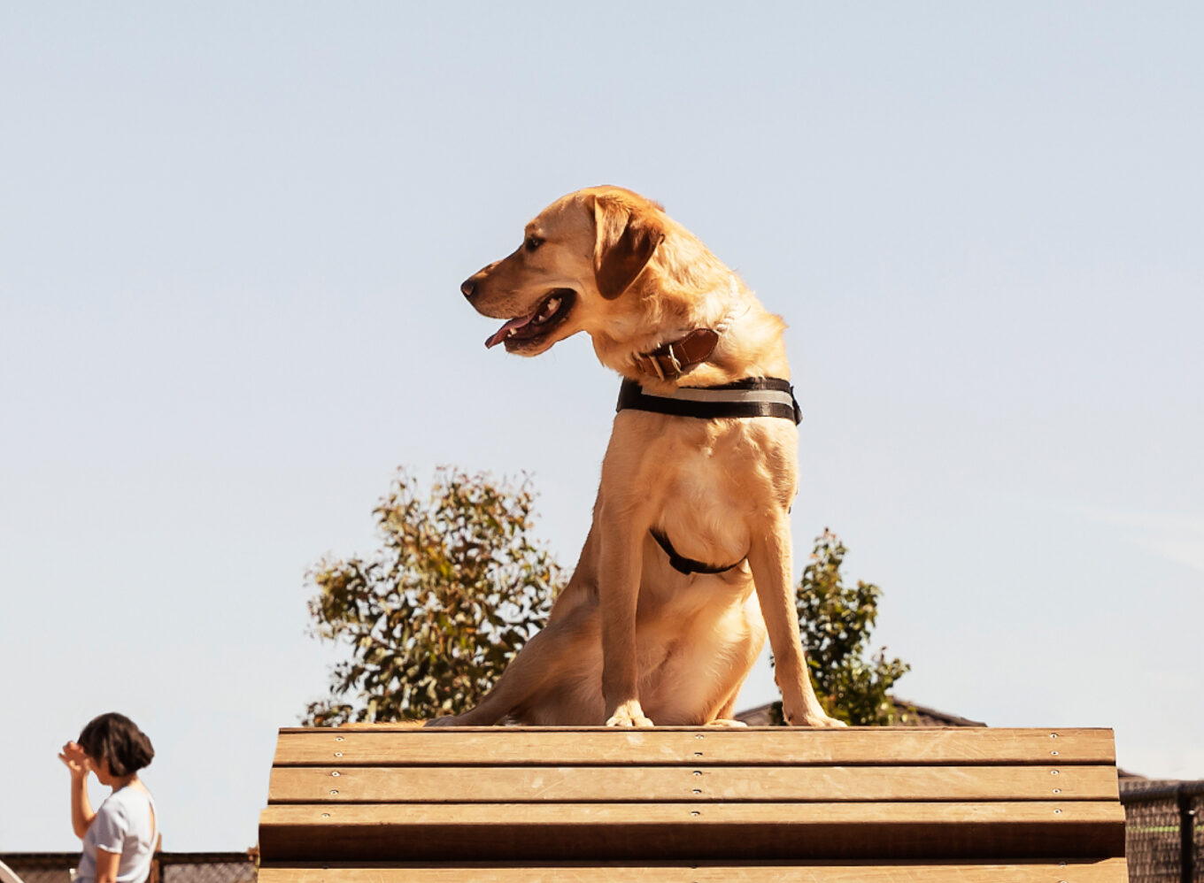 VetCare's Vision