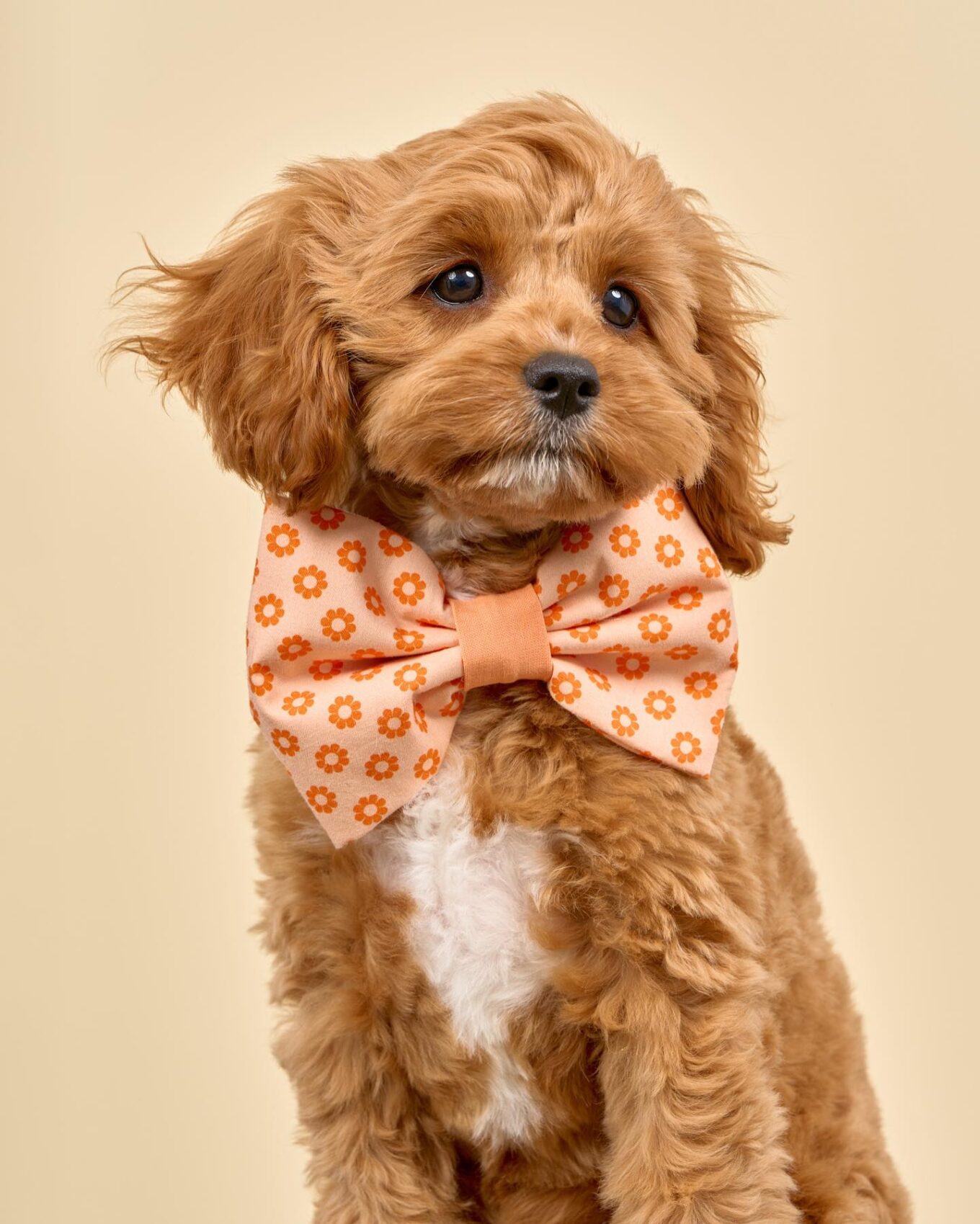 490352082_18492909235005547_4088767554188017979_n