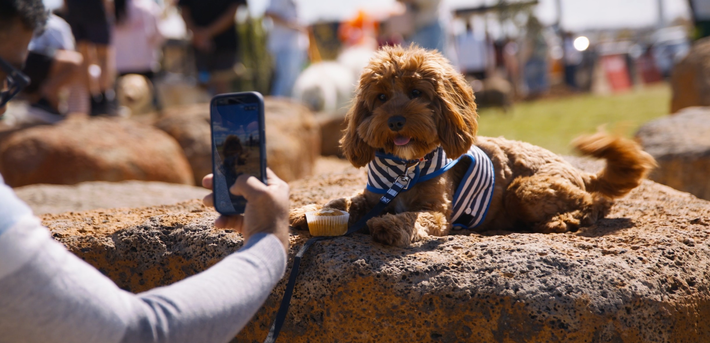 Woodlea Puppy Portraits