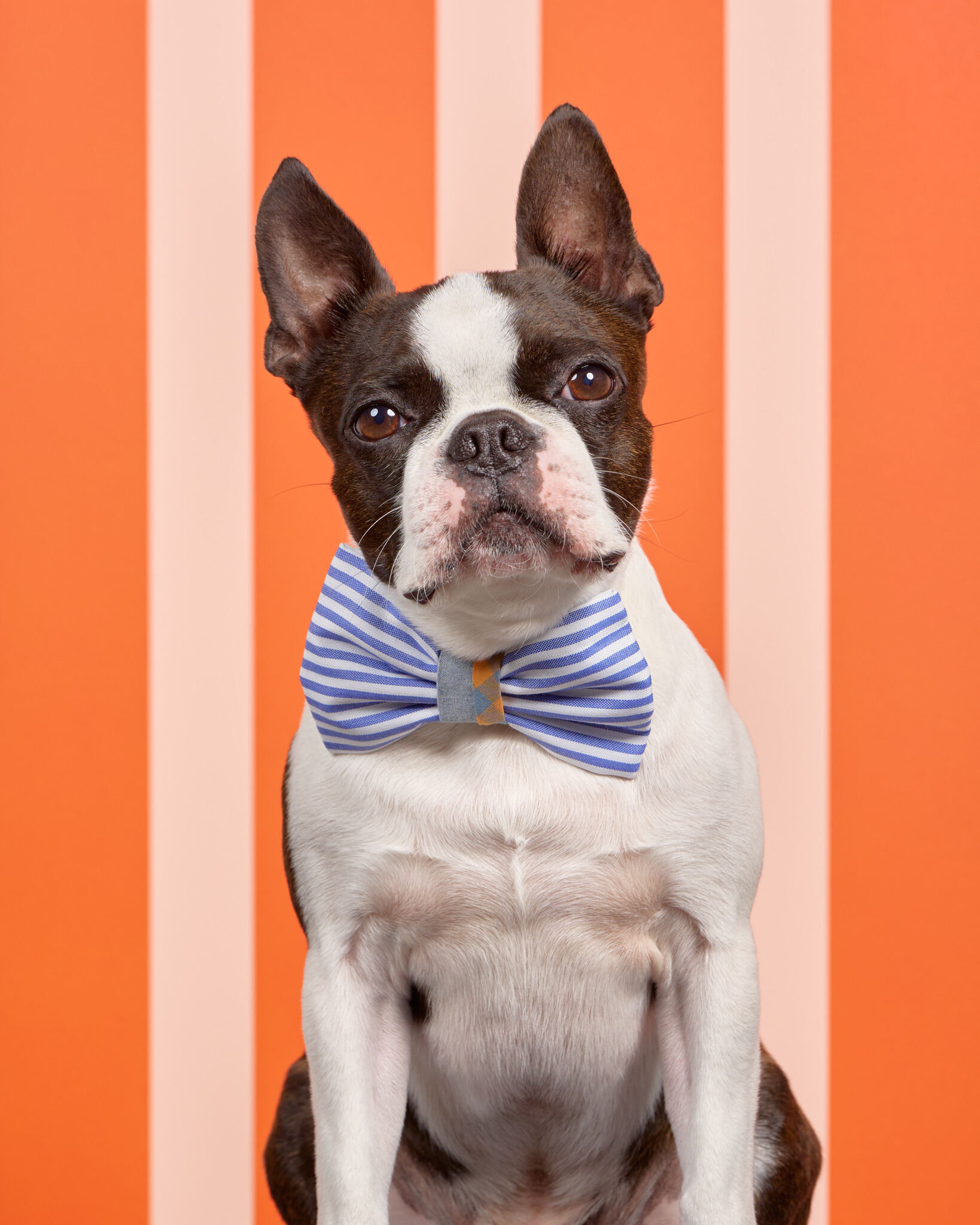 WoodleaPromo_0108_DogPhotog