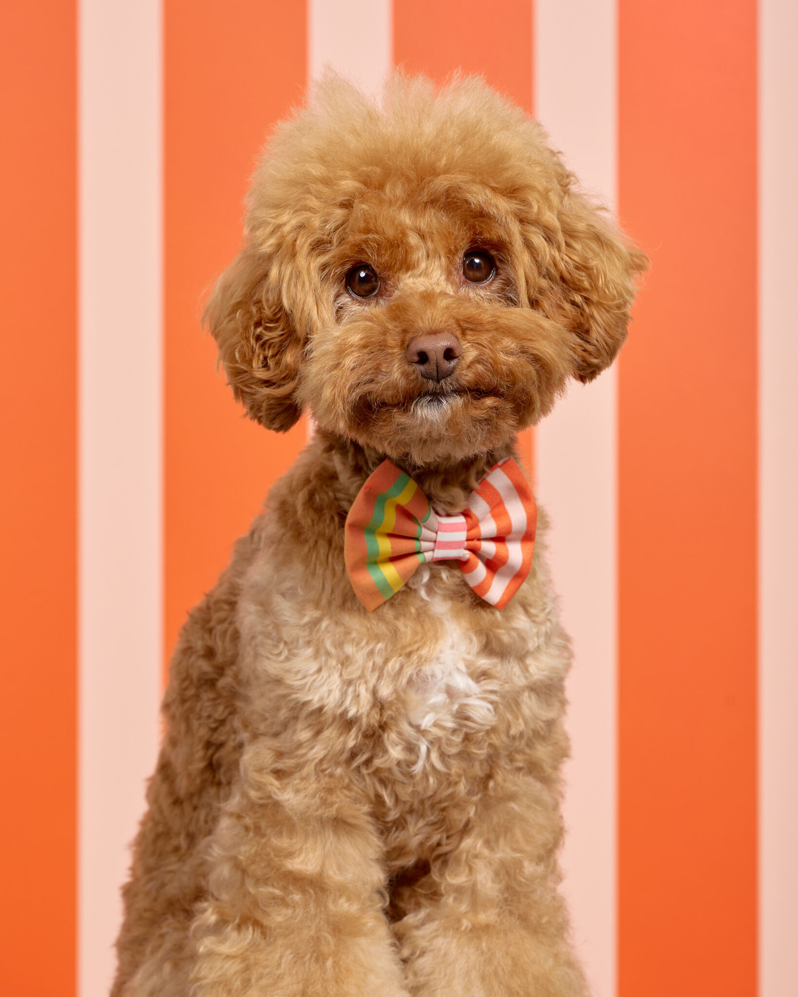 WoodleaPromo_0300_DogPhotog