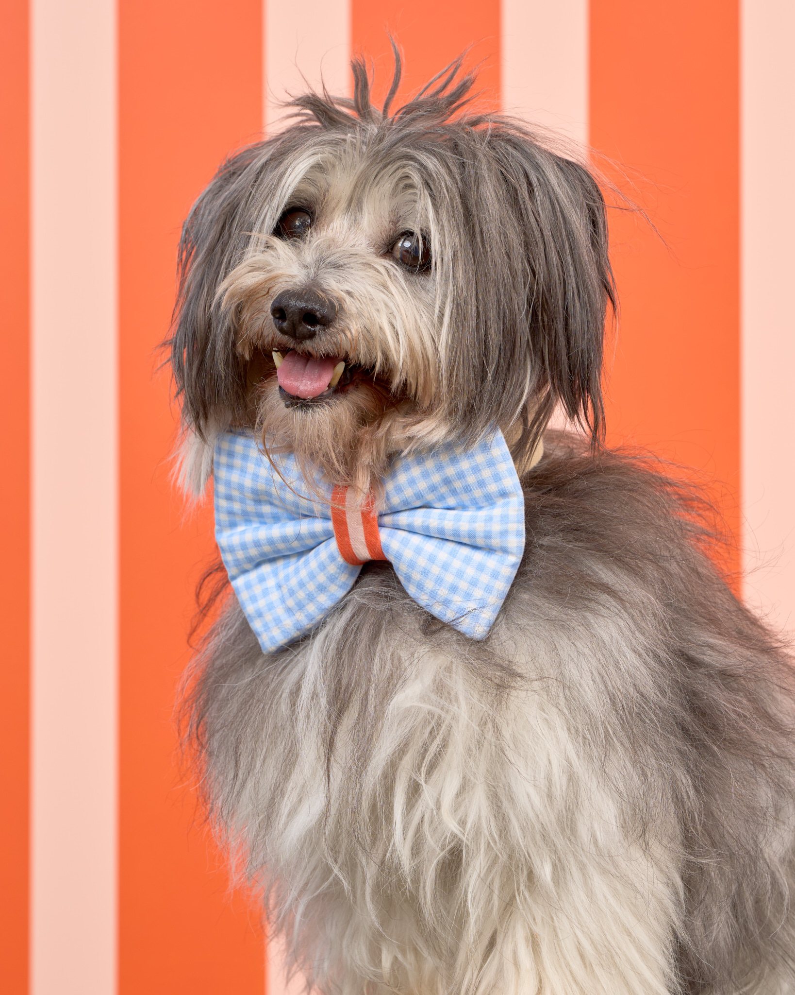 Pups in the Park_10080_DogPhotog