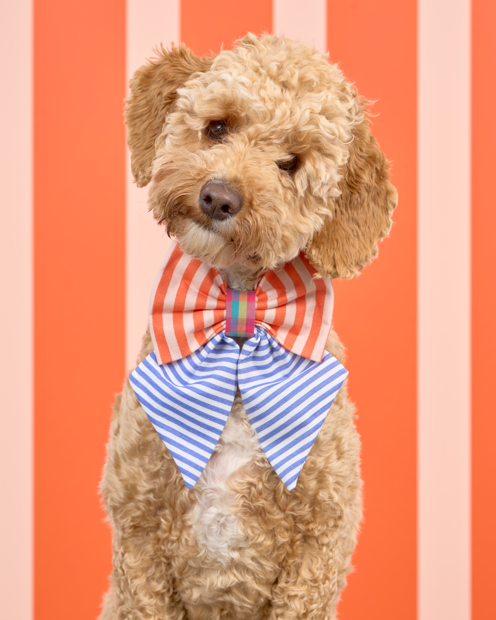 Pups in the Park_10106_DogPhotog