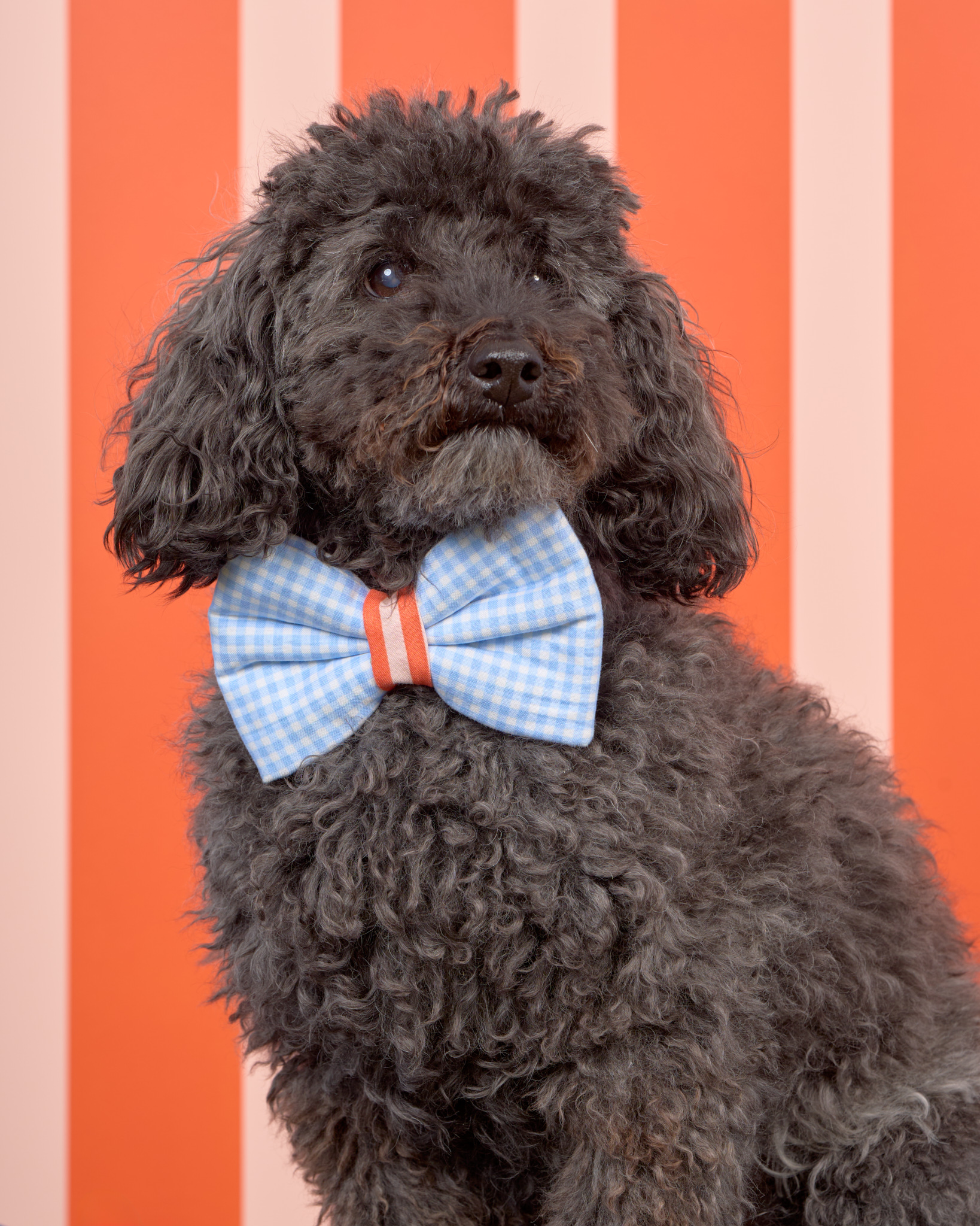 Pups in the Park_10141_DogPhotog