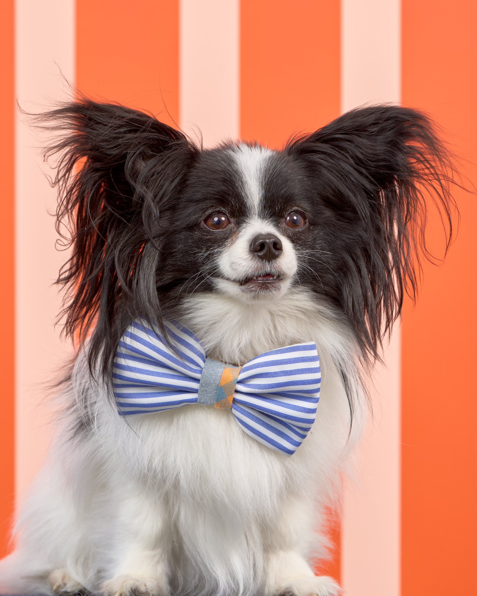 Pups in the Park_10283_DogPhotog