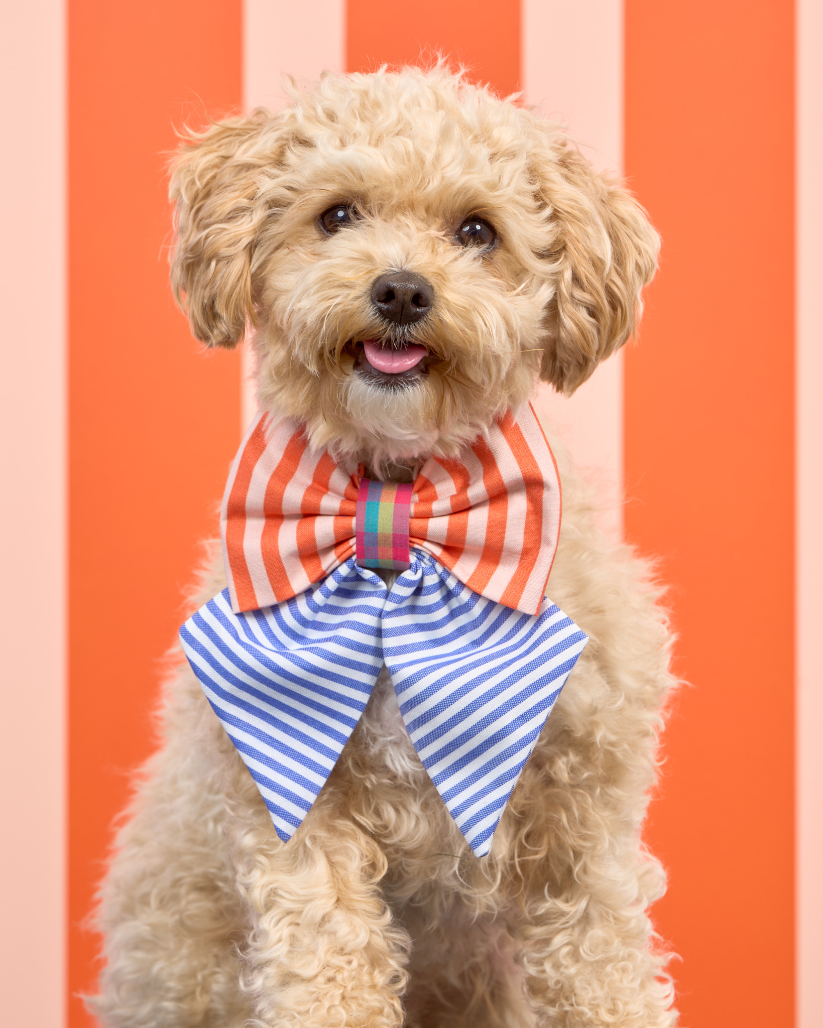 Pups in the Park_10387_DogPhotog