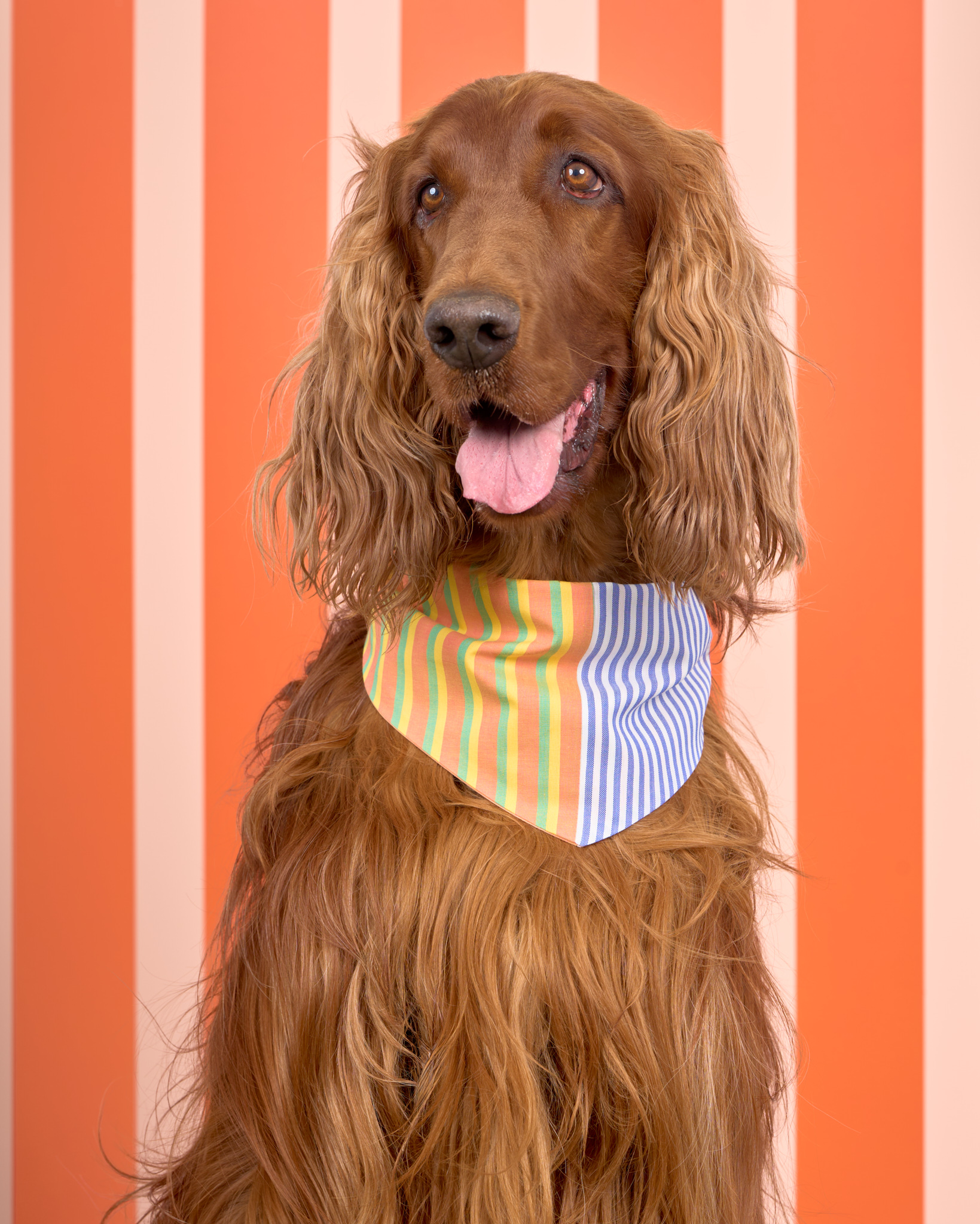 Pups in the Park_10436_DogPhotog