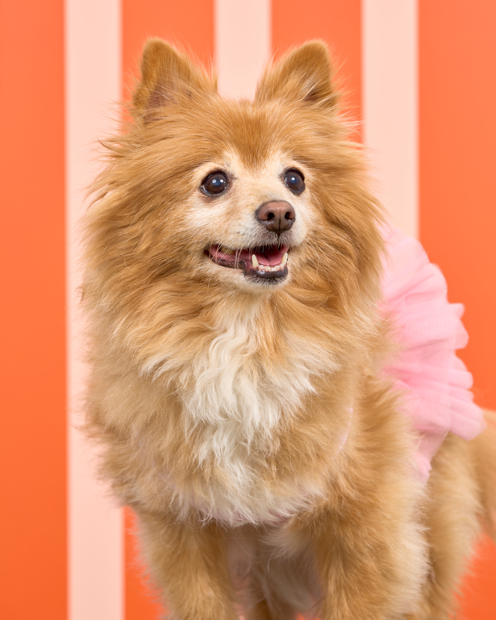 Pups in the Park_10501_DogPhotog