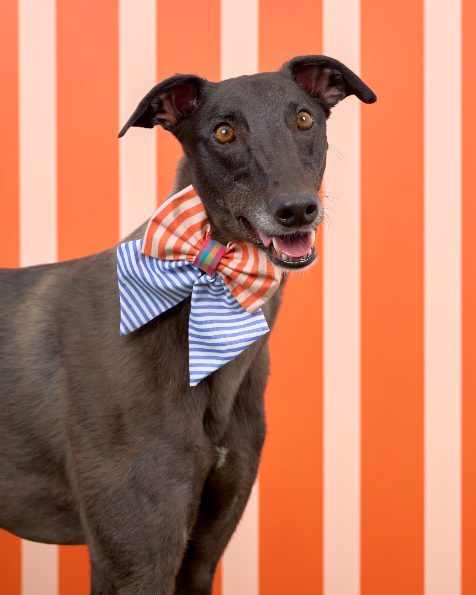 Pups in the Park_10527_DogPhotog