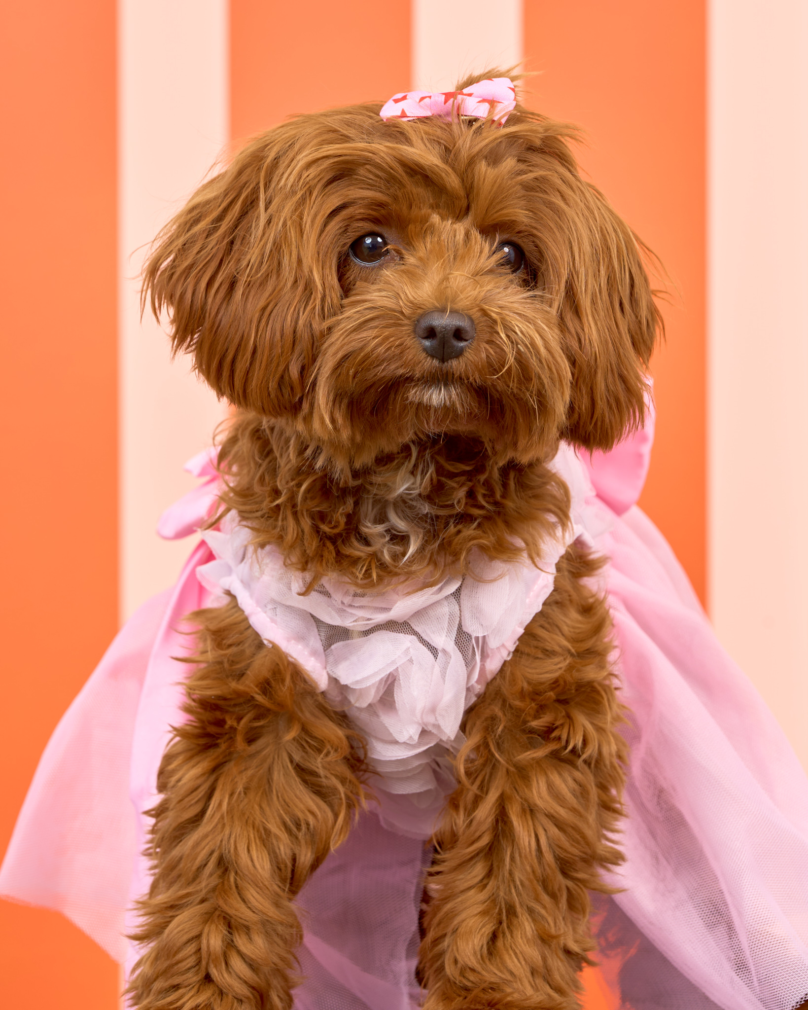 Pups in the Park_10761_DogPhotog