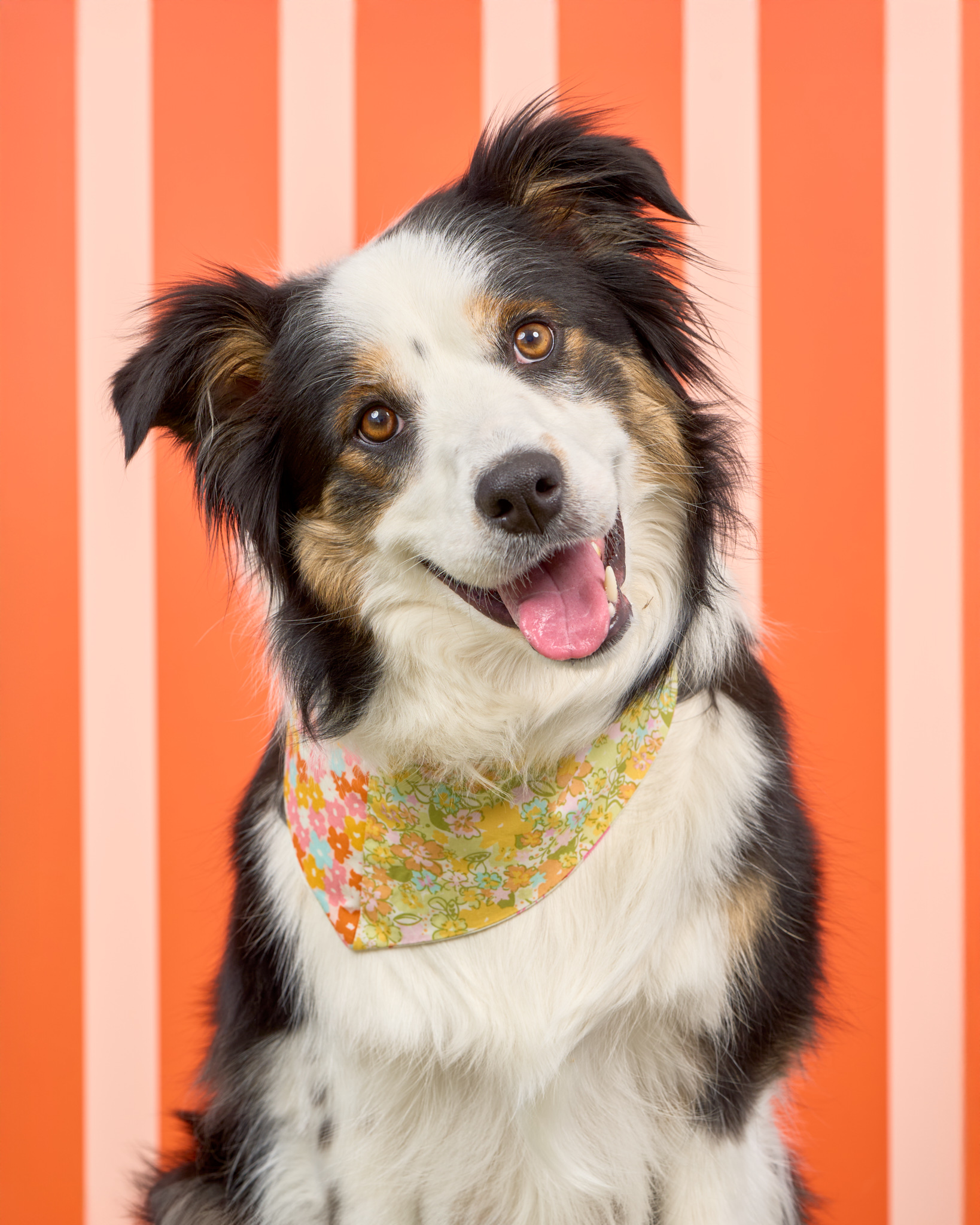 Pups in the Park_10807_DogPhotog