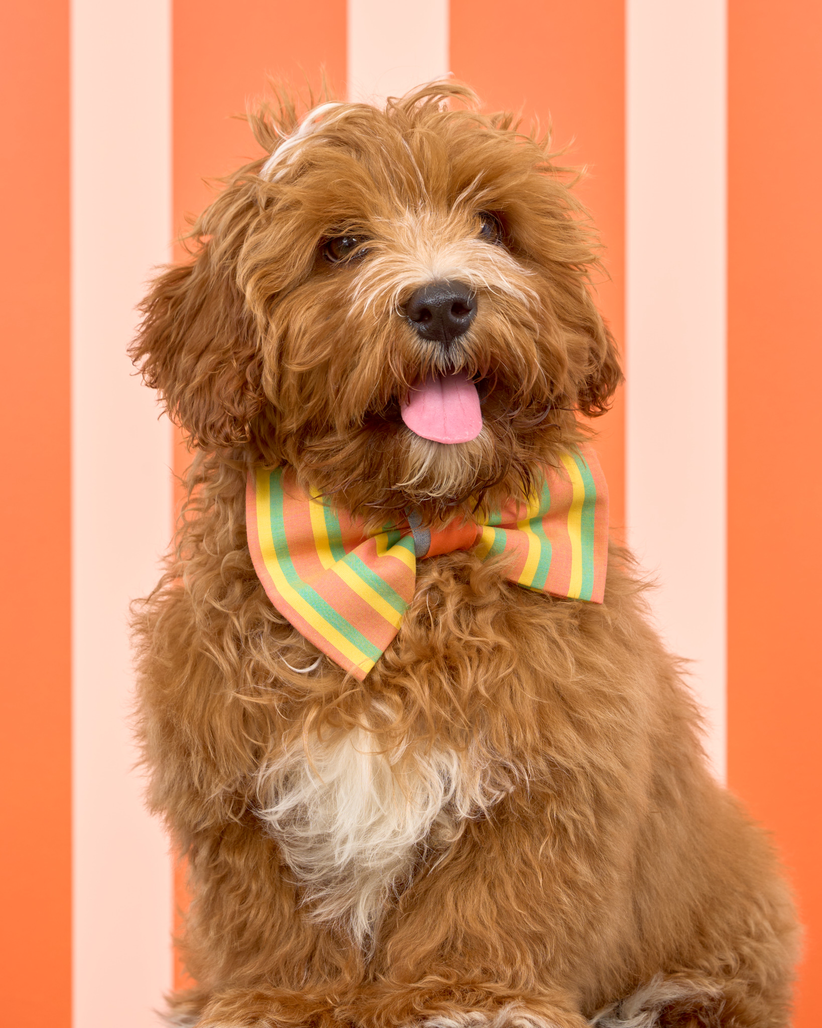 Pups in the Park_10846_DogPhotog