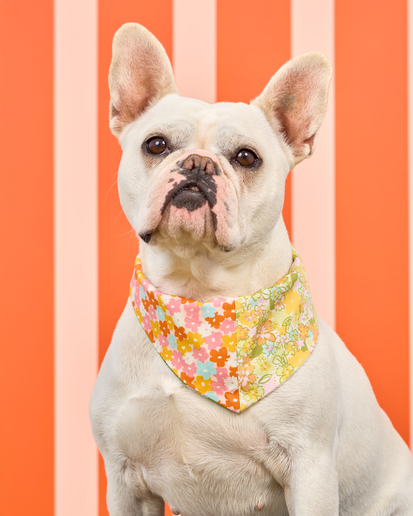 Pups in the Park_10872_DogPhotog