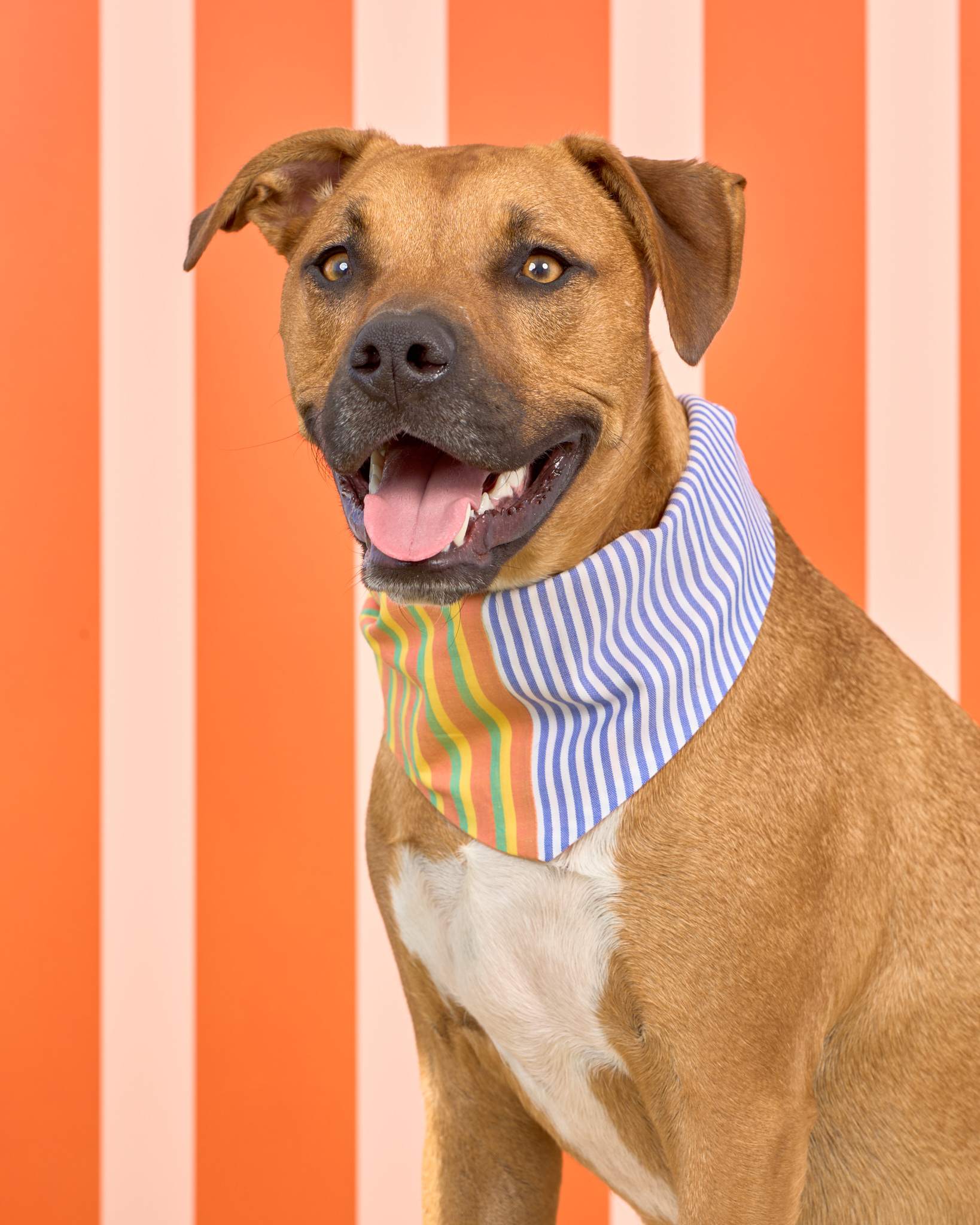 Pups in the Park_10885_DogPhotog